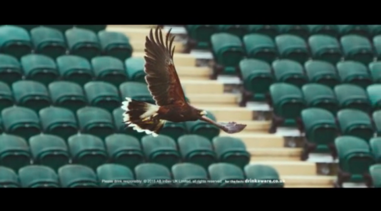 Rufus the hawk at Wimbledon